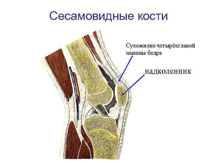 Сесамовидные кости. Сесамовидная кость коленного. Сесамовидные кости коленного сустава. Сесамовидная кость коленного сустава. Сесамовидная кость коленного сустава рентген.