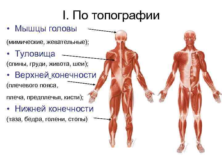 Функции мышц схема