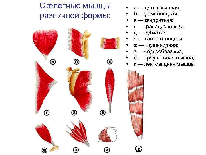 Скелетные мышцы различной формы: • • • а — дельтовидная; б — ромбовидная; в