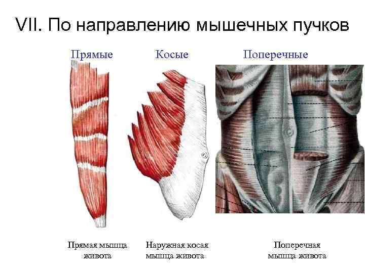 Косы мышцы живота. Мышцы по направлению мышечных Пучков. Волокна наружной косой мышцы живота имеют ход. Наружная косая мышца живота. Прямая мышца живота.