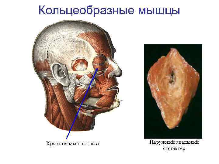 Круговые мышцы