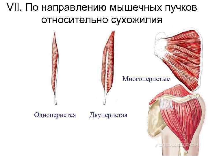 Противоположные мышцы