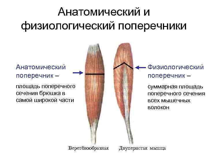 Поперечник. Анатомический и физиологический поперечник мышц. Поперечное сечение мышечных волокон. Анатомическое и физиологическое сечение мышц. Физиологическое поперечное сечение мышцы это.