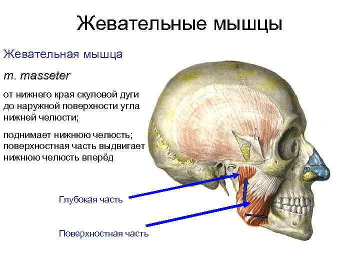 Болят жевательные мышцы