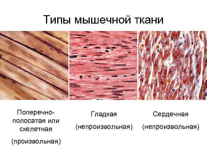 Виды мышечной ткани с картинками