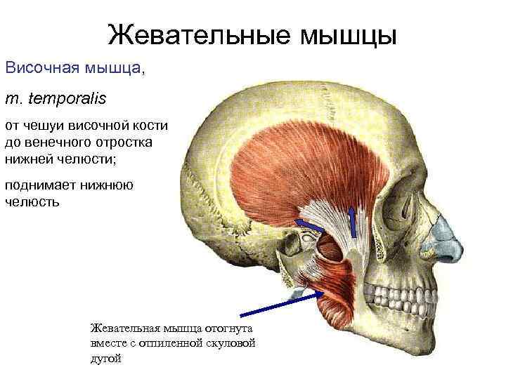 Жевательные мышцы Височная мышца, m. temporalis от чешуи височной кости до венечного отростка нижней