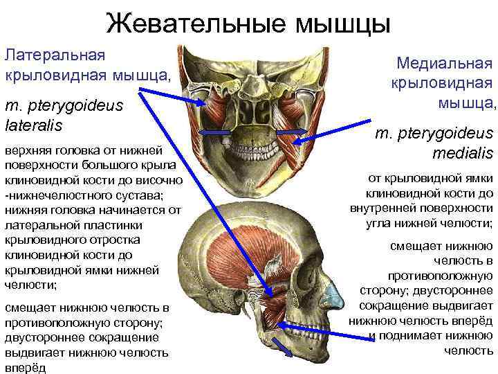 Латеральные крыловидные мышцы челюсти. Медиальная крыловидная мышца головки. Латеральная крыловидная мышца головы. Крыловидная жевательная мышца. Жевательные мышцы медиальная крыловидная.