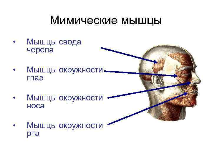 Мимические мышцы • Мышцы свода черепа • Мышцы окружности глаз • Мышцы окружности носа