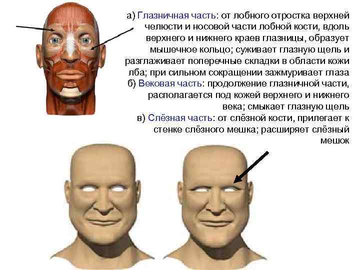 а) Глазничная часть: от лобного отростка верхней челюсти и носовой части лобной кости, вдоль