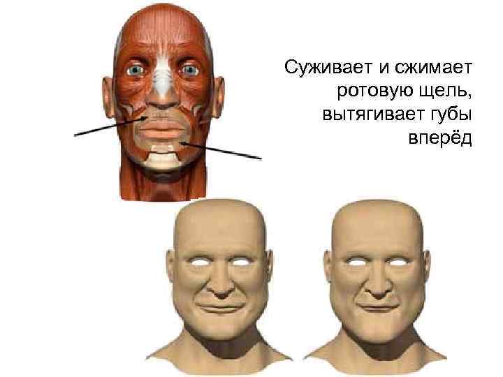 Суживает и сжимает ротовую щель, вытягивает губы вперёд 