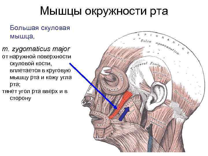 Скуловая мышца. Большая скуловая мышца (m.zygomaticus Major). Малая скуловая мышца (m. zygomaticus Minor). Большая и малая скуловые мышцы начало прикрепление функции. Функция малой скуловой мышцы.