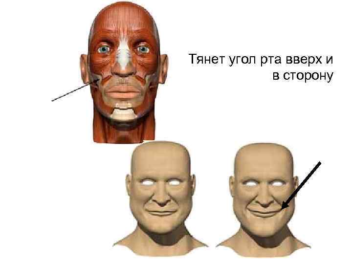 Тянет угол рта вверх и в сторону 