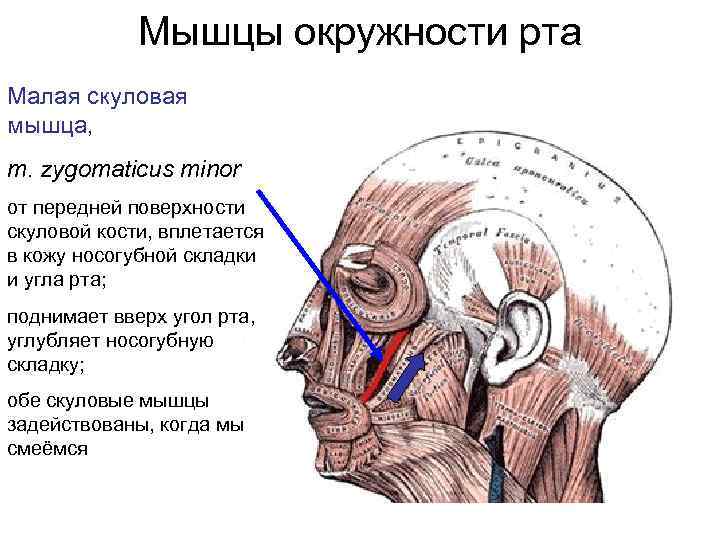 Мышцы окружности рта Малая скуловая мышца, m. zygomaticus minor от передней поверхности скуловой кости,