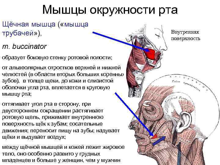 Мышцы окружности рта Щёчная мышца ( «мышца трубачей» ), m. buccinator образует боковую стенку