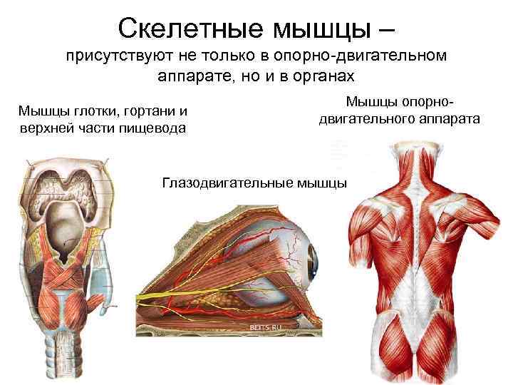 Рисунок скелетных мышц