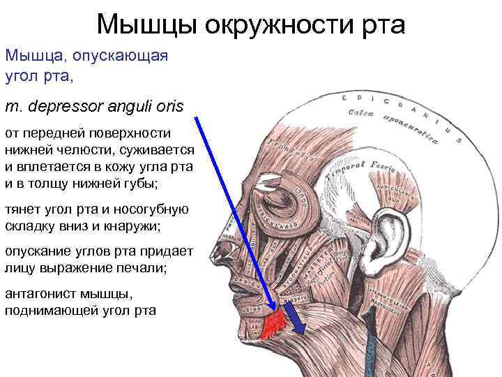 Мышцы угла рта