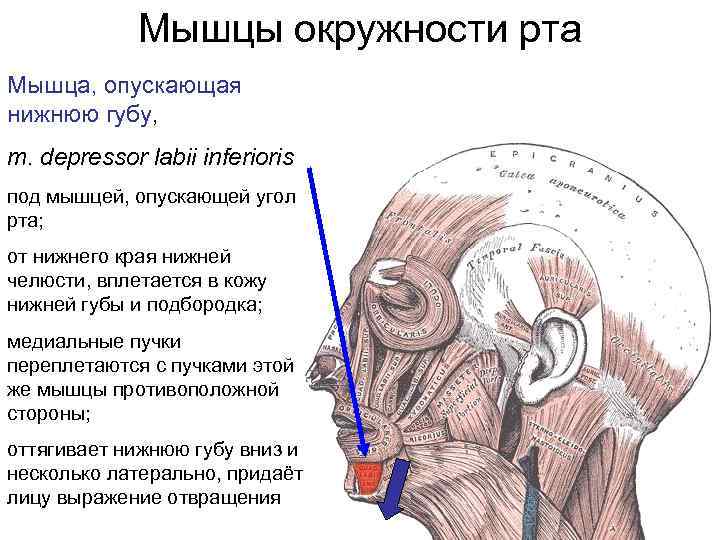 Мышца опускающая. Мышцы окружности рта анатомия. Мышца опускающая нижнюю губу.