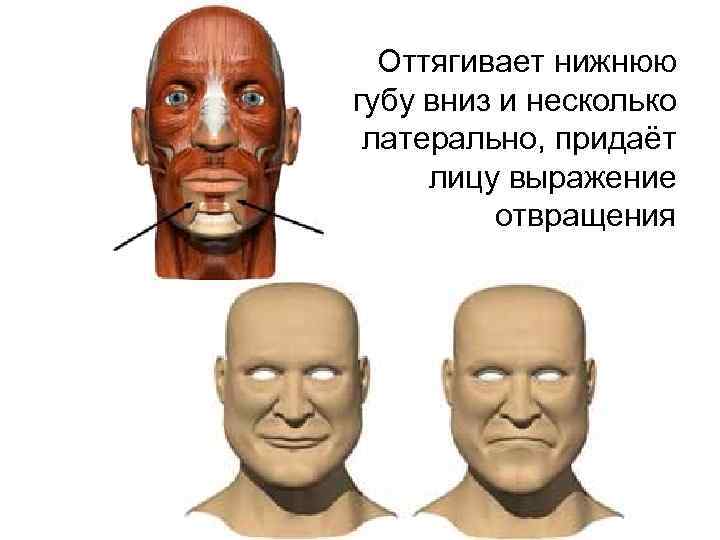 Оттягивает нижнюю губу вниз и несколько латерально, придаёт лицу выражение отвращения 