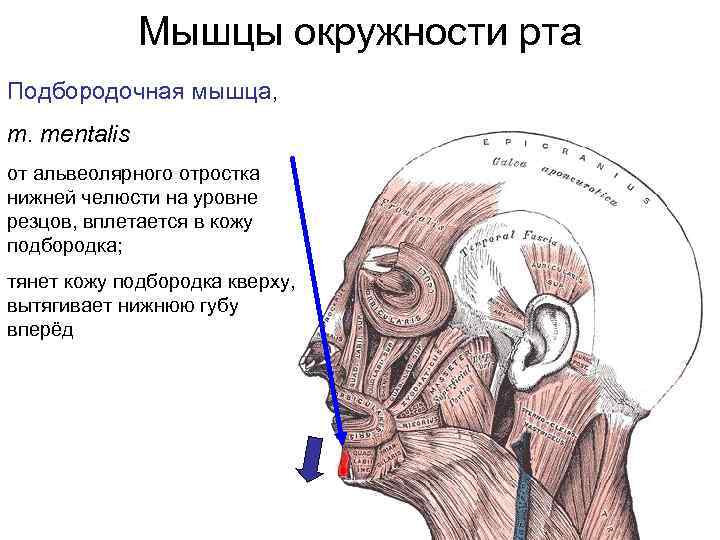 Круговая мышца рта фото