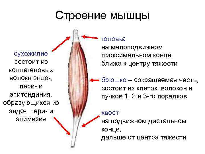 Назовите мышцы обозначенные на рисунке цифрами 1 и 2 какие функции они выполняют какой мышечной