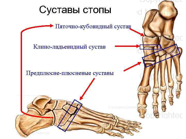 Суставы человека анатомия