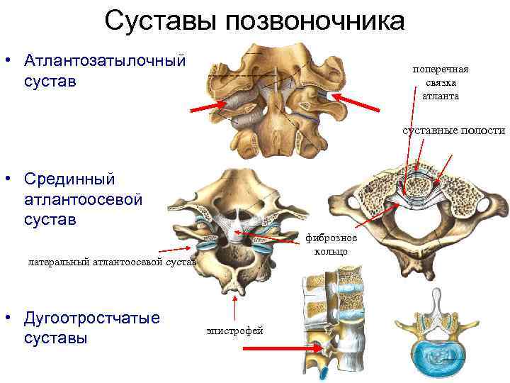 Соединения между затылочной костью. Боковой атлантоосевой сустав связки. Связки атланто осевого сустава анатомия. Атланто затылочный сустав. Суставы позвоночника атланто-затылочный сустав.