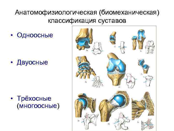 Анатомофизиологическая (биомеханическая) классификация суставов • Одноосные • Двуосные • Трёхосные (многоосные) 