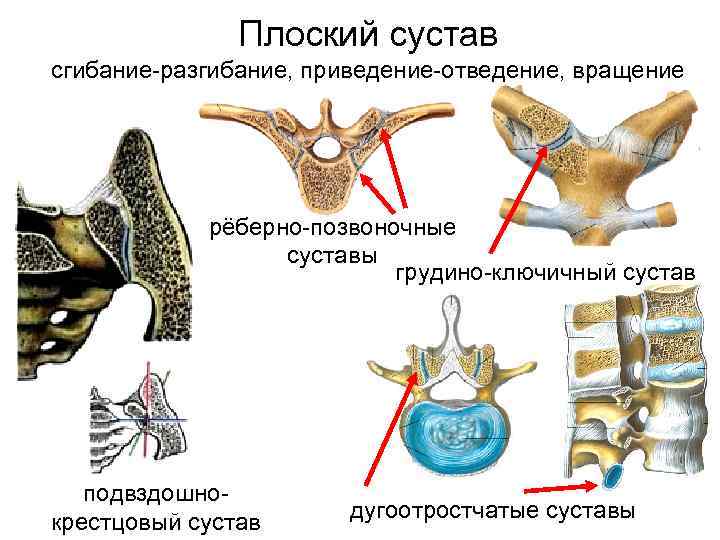 Плоский сустав сгибание-разгибание, приведение-отведение, вращение рёберно-позвоночные суставы грудино-ключичный сустав подвздошнокрестцовый сустав дугоотростчатые суставы 