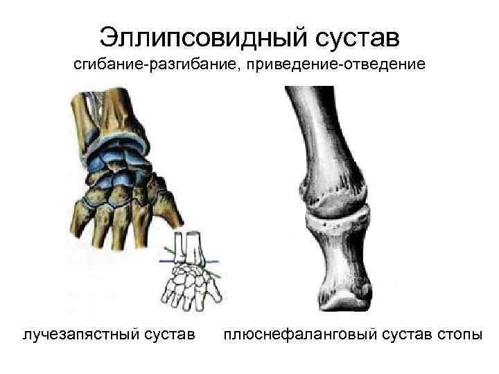 Эллипсовидный сустав сгибание-разгибание, приведение-отведение лучезапястный сустав плюснефаланговый сустав стопы 