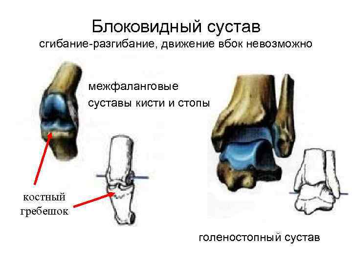 Проксимальные межфаланговые суставы кисти фото