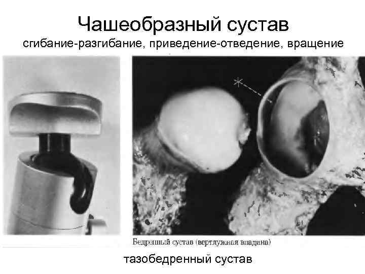 Чашеобразный сустав сгибание-разгибание, приведение-отведение, вращение тазобедренный сустав 