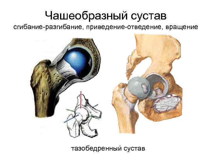 Чашеобразный сустав сгибание-разгибание, приведение-отведение, вращение тазобедренный сустав 