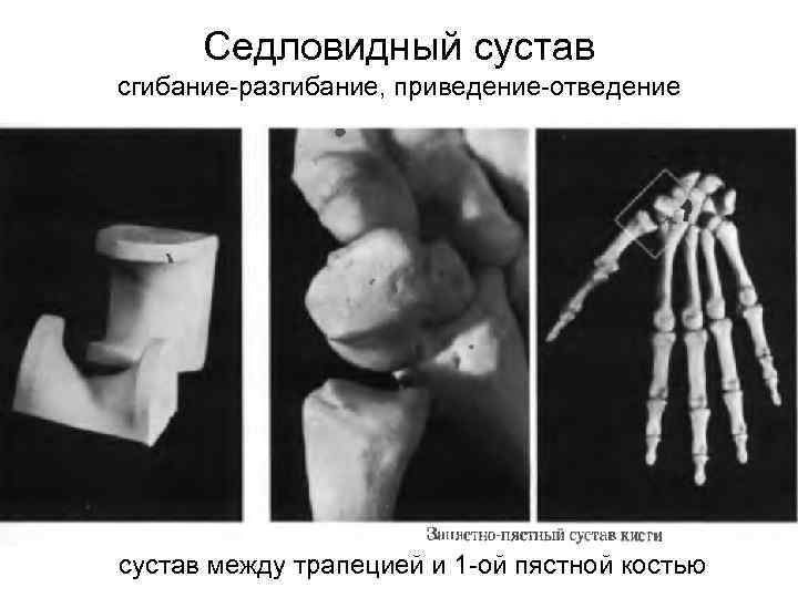 Седловидный сустав сгибание-разгибание, приведение-отведение сустав между трапецией и 1 -ой пястной костью 