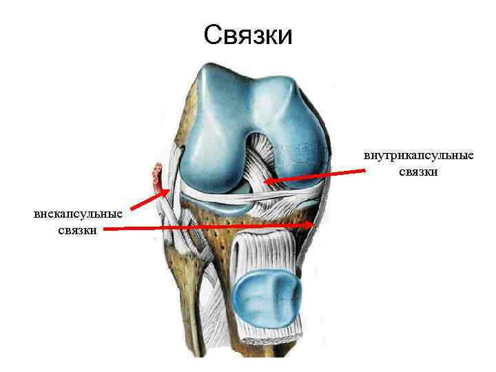 Связки внутрикапсульные связки внекапсульные связки 