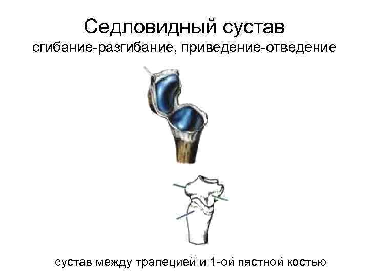 Седловидный сустав сгибание-разгибание, приведение-отведение сустав между трапецией и 1 -ой пястной костью 