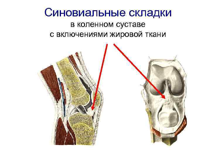 Строение коленного сустава картинки