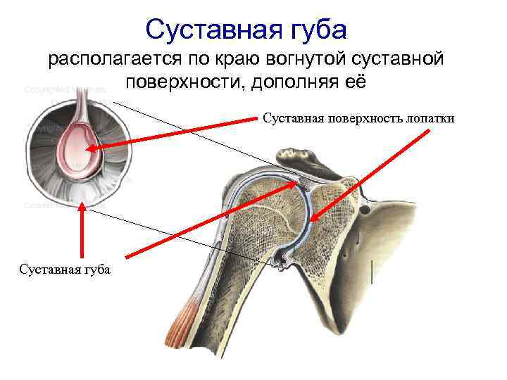 Суставная губа плечевого сустава фото