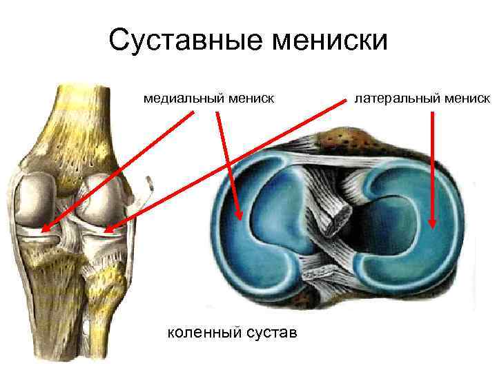 Строение мениска коленного сустава человека фото