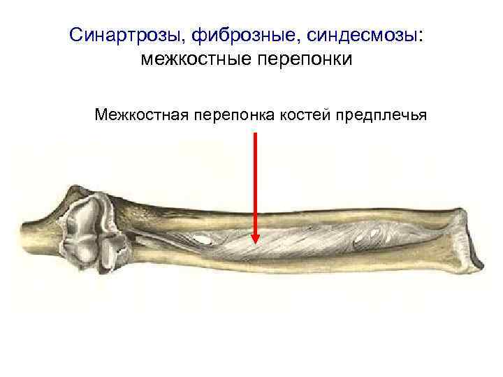 Межкостная мембрана предплечья. Межкостная мембрана соединяет кости.