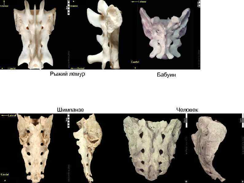 Рыжий лемур Шимпанзе Бабуин Человек 