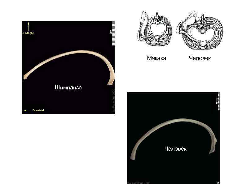 Макака Шимпанзе Человек 