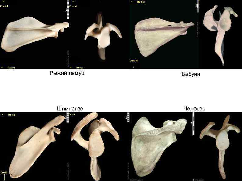 Рыжий лемур Шимпанзе Бабуин Человек 