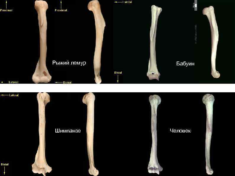 Рыжий лемур Шимпанзе Бабуин Человек 
