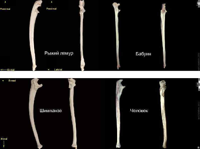 Рыжий лемур Шимпанзе Бабуин Человек 