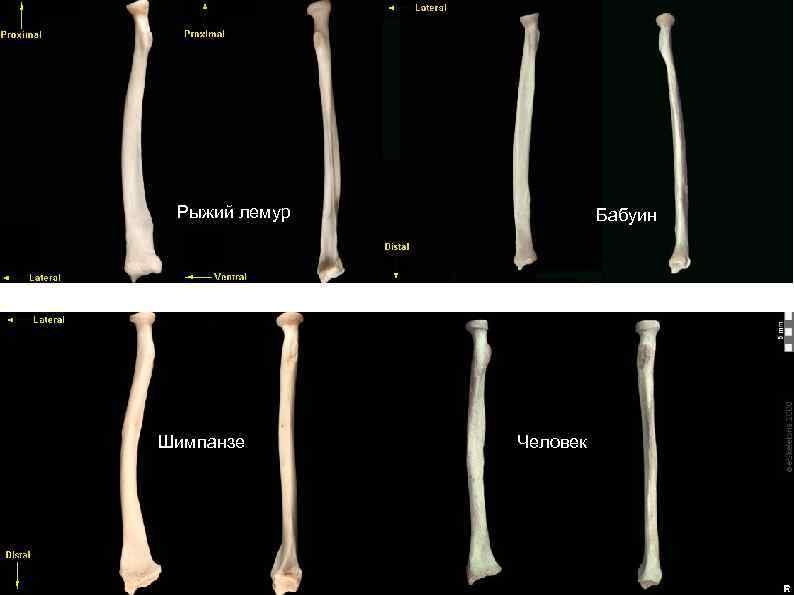 Рыжий лемур Шимпанзе Бабуин Человек 