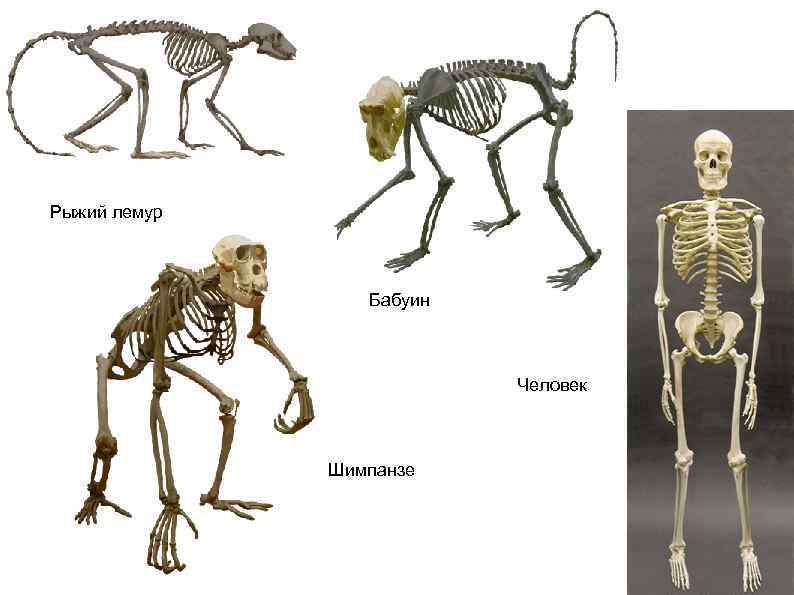 Шимпанзе передняя конечность. Строение шимпанзе анатомия. Скелет шимпанзе и человека. Строение скелета обезьяны. Скелет примата.