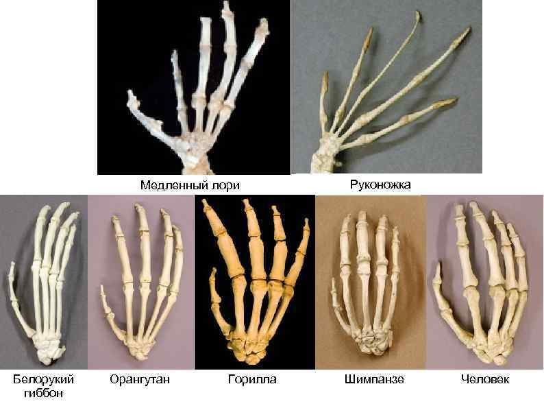 Медленный лори Белорукий гиббон Орангутан Горилла Руконожка Шимпанзе Человек 
