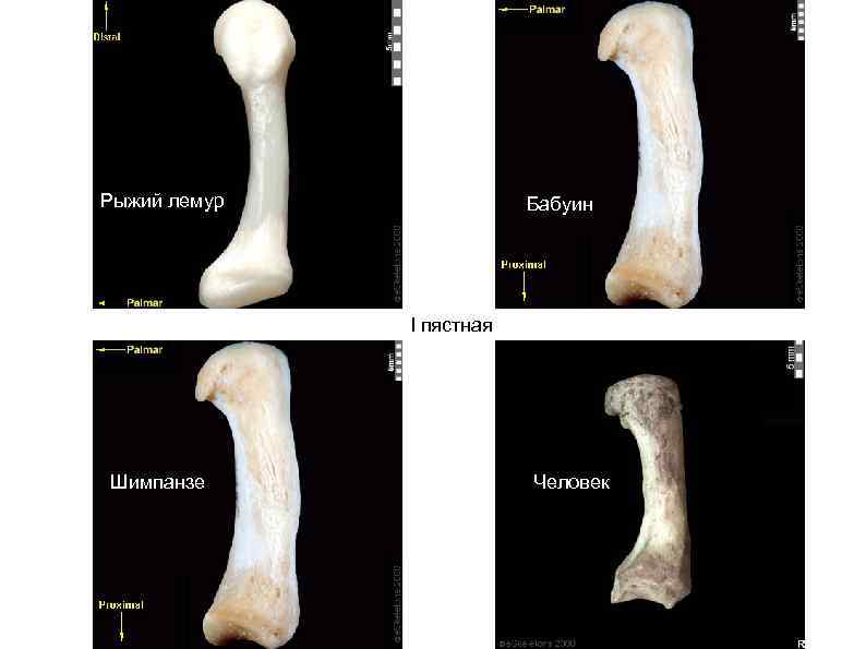 Рыжий лемур Бабуин I пястная Шимпанзе Человек 