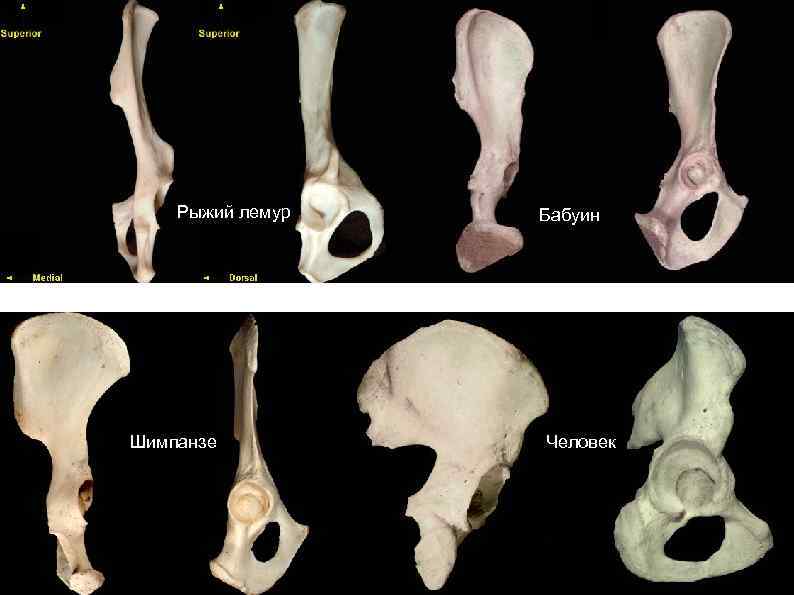 Рыжий лемур Шимпанзе Бабуин Человек 