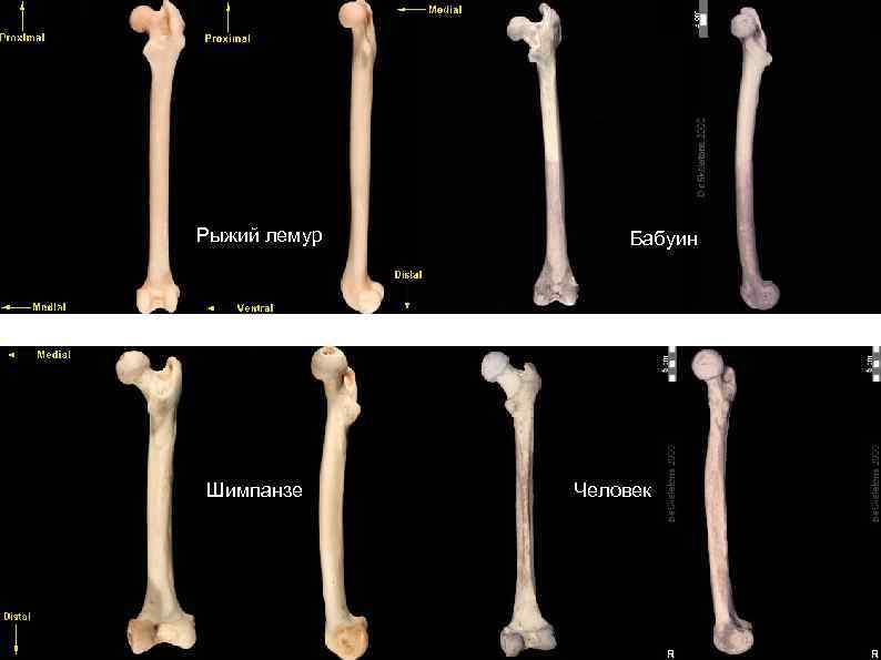 Рыжий лемур Шимпанзе Бабуин Человек 